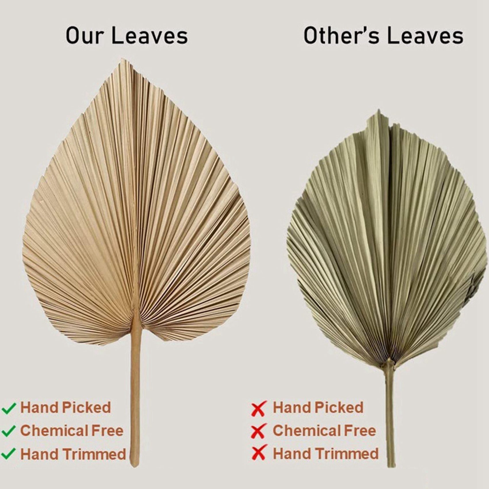Palm Leaf Dried - 8 stuks natuurlijke gedroogde palmbladeren zijn