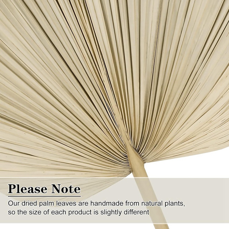 Palm Leaf Dried - Nieuwe 6 STKS Gedroogde Palmbladeren Natuurlijke