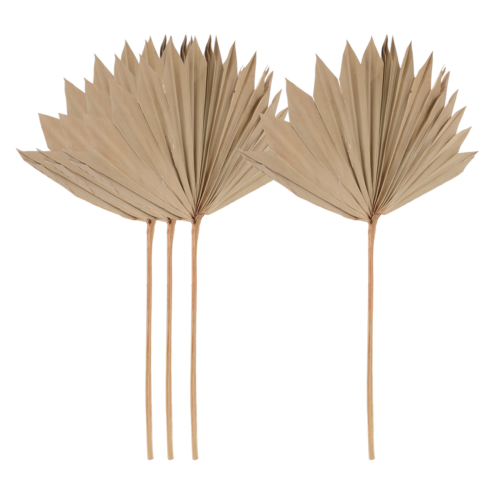 Palm Leaf Dried - 4 stuks gedroogde palmbladeren decoratie natuurlijke