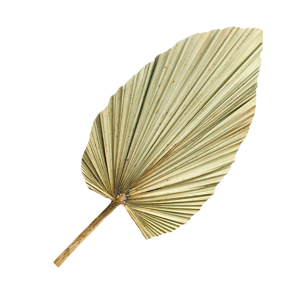 1 Stuk Natuurlijk Gedroogd Pal - Palm Leaf Dried recensie en prijs