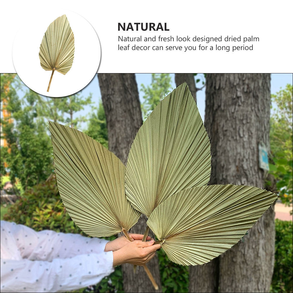 1 Stuk Natuurlijk Gedroogd Pal - Palm Leaf Dried recensie en prijs