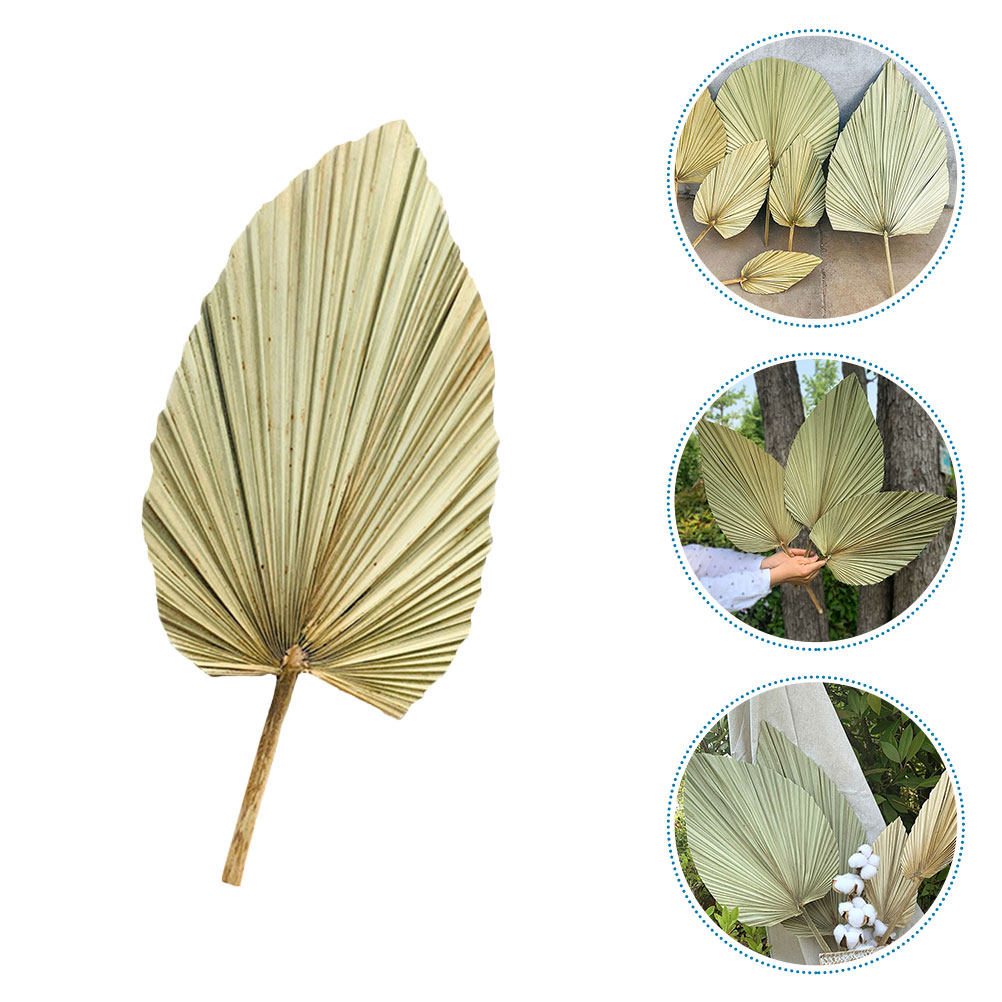1 Stuk Natuurlijk Gedroogd Pal - Palm Leaf Dried recensie en prijs