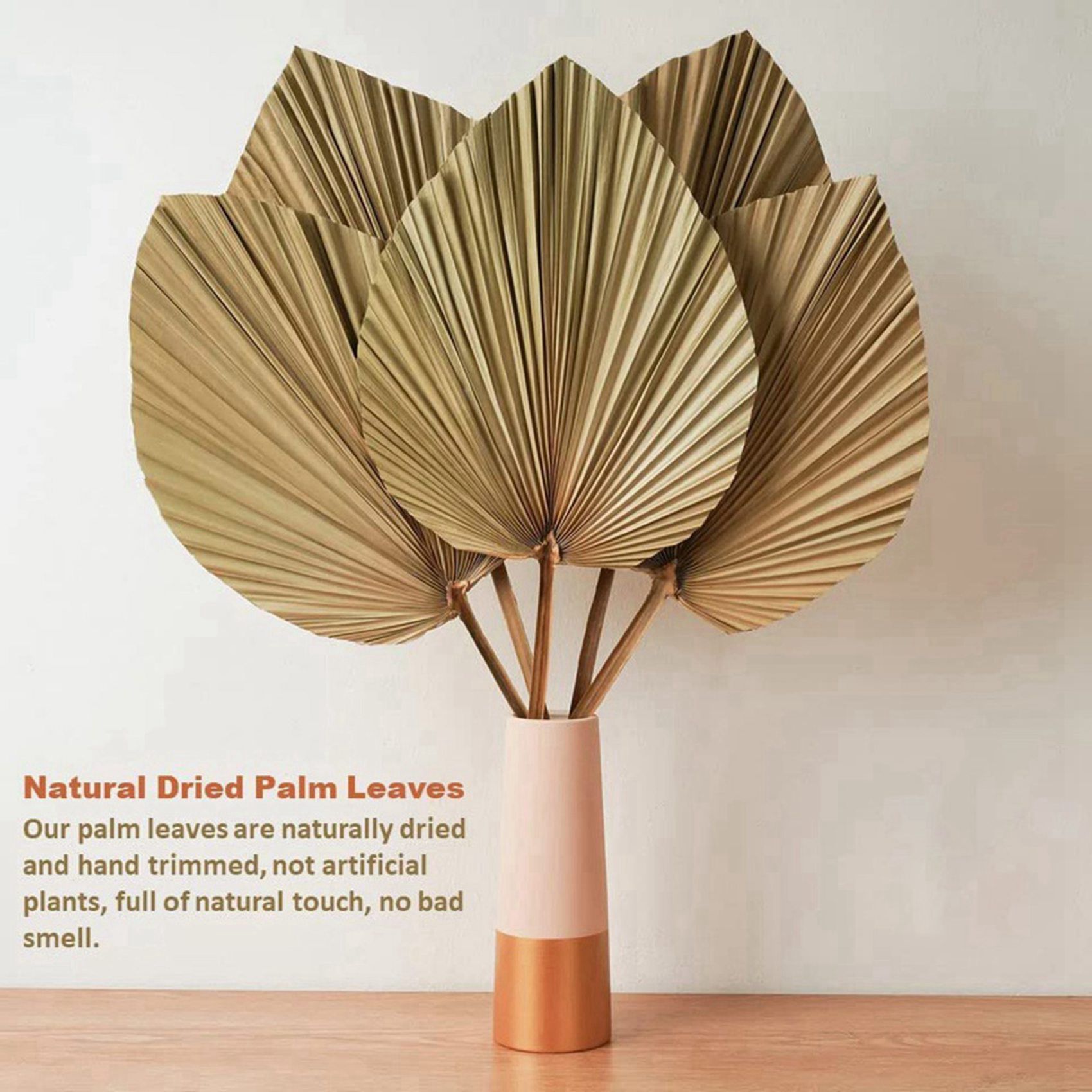 8 stuks natuurlijke gedroogde  - Palm Leaf Dried recensie en prijs