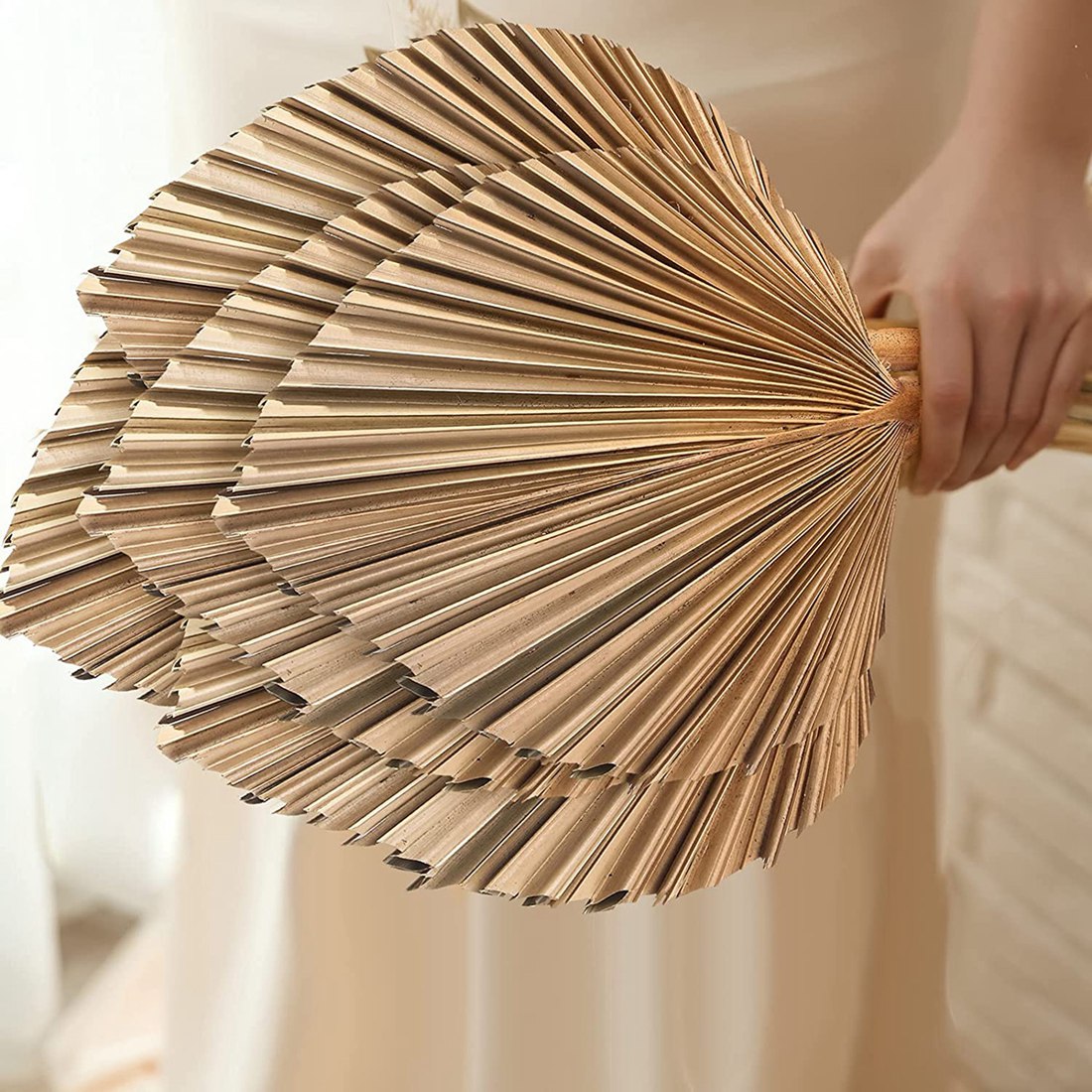 5 stuks natuurlijke gedroogde  - Palm Leaf Dried recensie en prijs