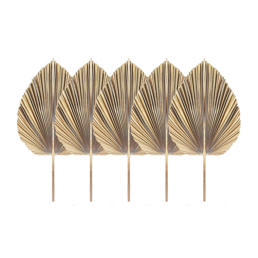 5 stuks natuurlijke gedroogde  - Palm Leaf Dried recensie en prijs