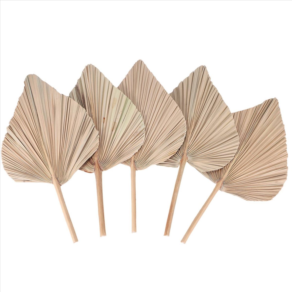 NOCM Gedroogde Palmbladeren Ka - Palm Leaf Dried recensie en prijs
