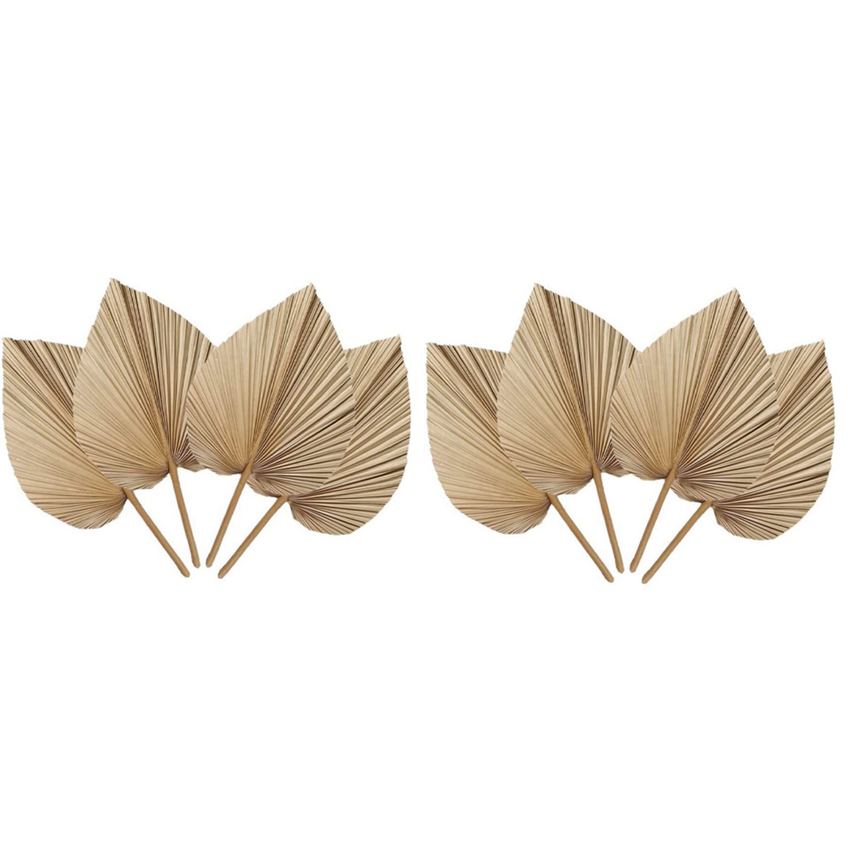 AT02-8 Stuks Natuurlijke Gedro - Palm Leaf Dried recensie en prijs