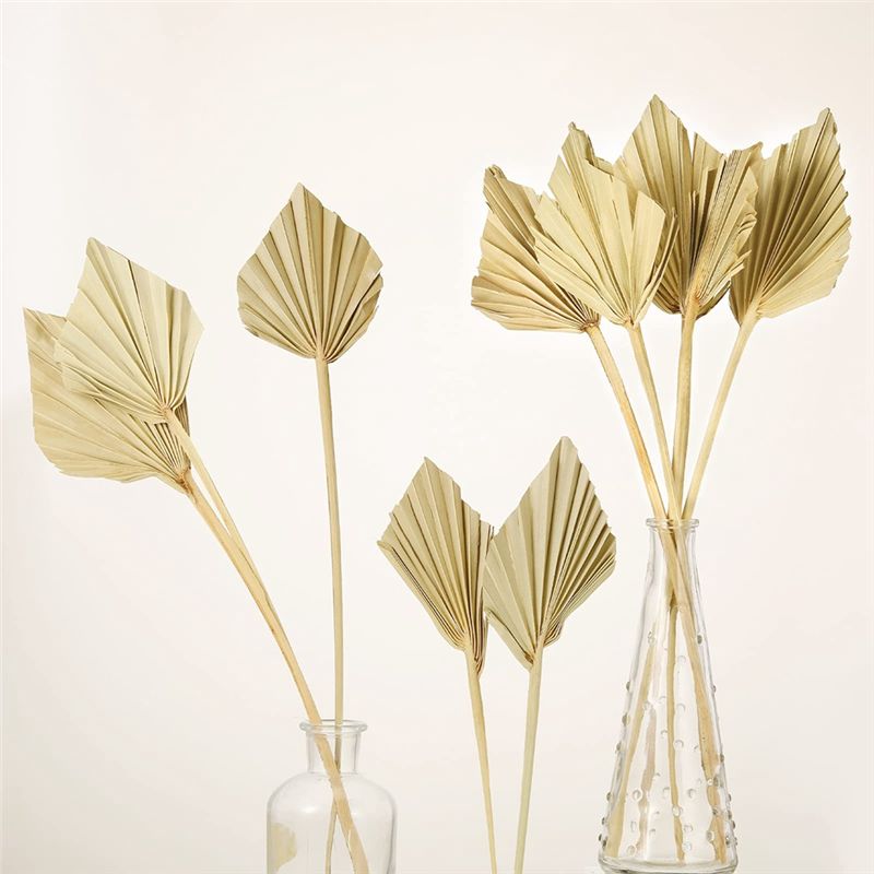ABYN-Boho Gedroogde Palmblad-S - Palm Leaf Dried recensie en prijs