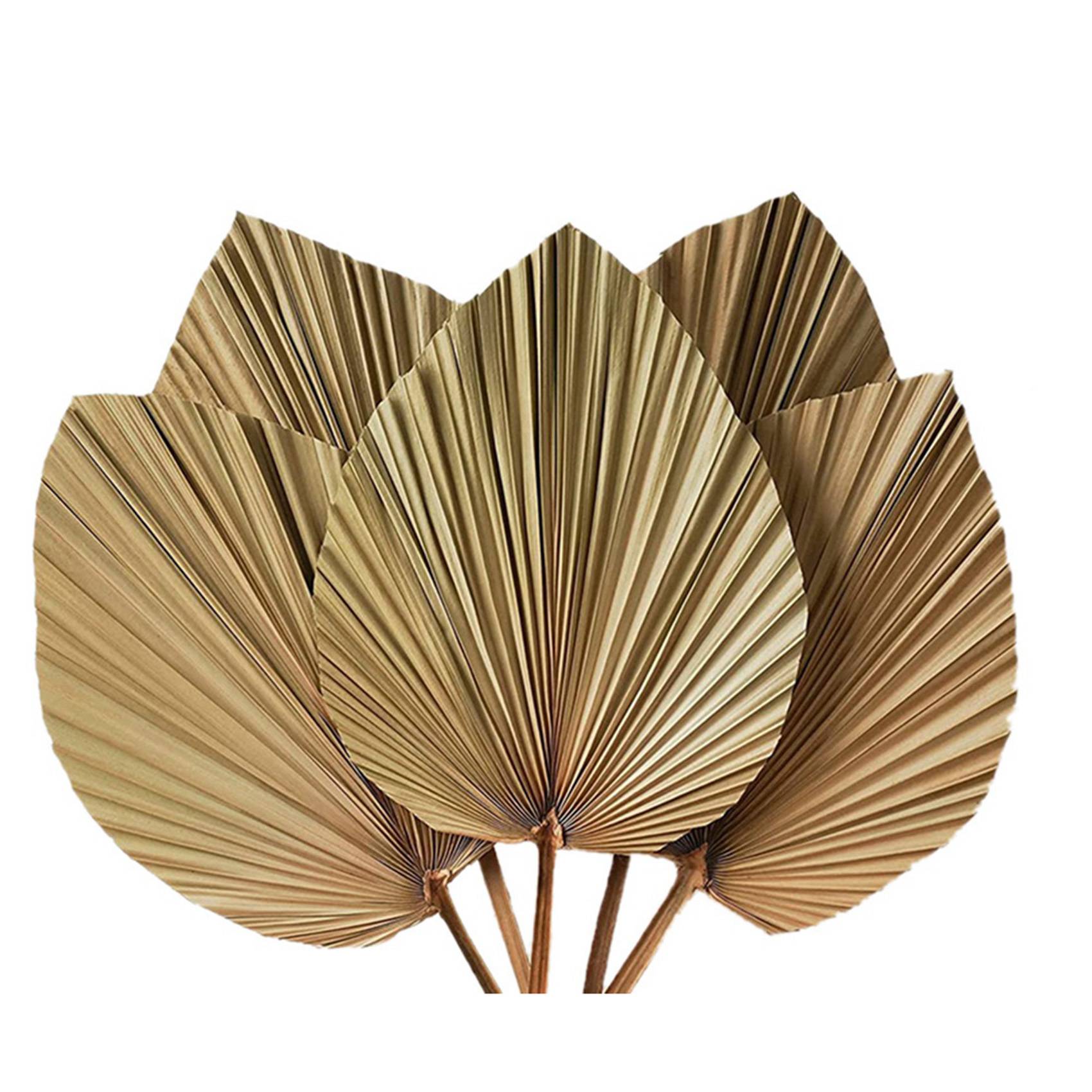 Gedroogde Palmbladeren Kamerde - Palm Leaf Dried recensie en prijs
