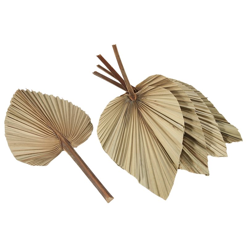 SEWS-5 stuks natuurlijke gedro - Palm Leaf Dried recensie en prijs