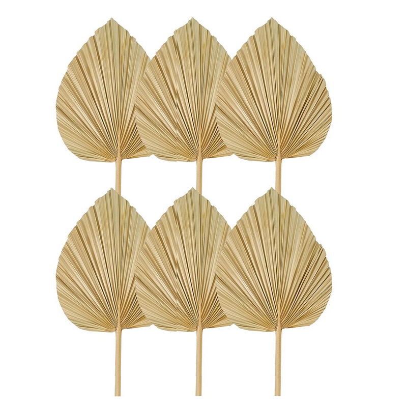 Nieuwe 6 STKS Gedroogde Palmbl - Palm Leaf Dried recensie en prijs
