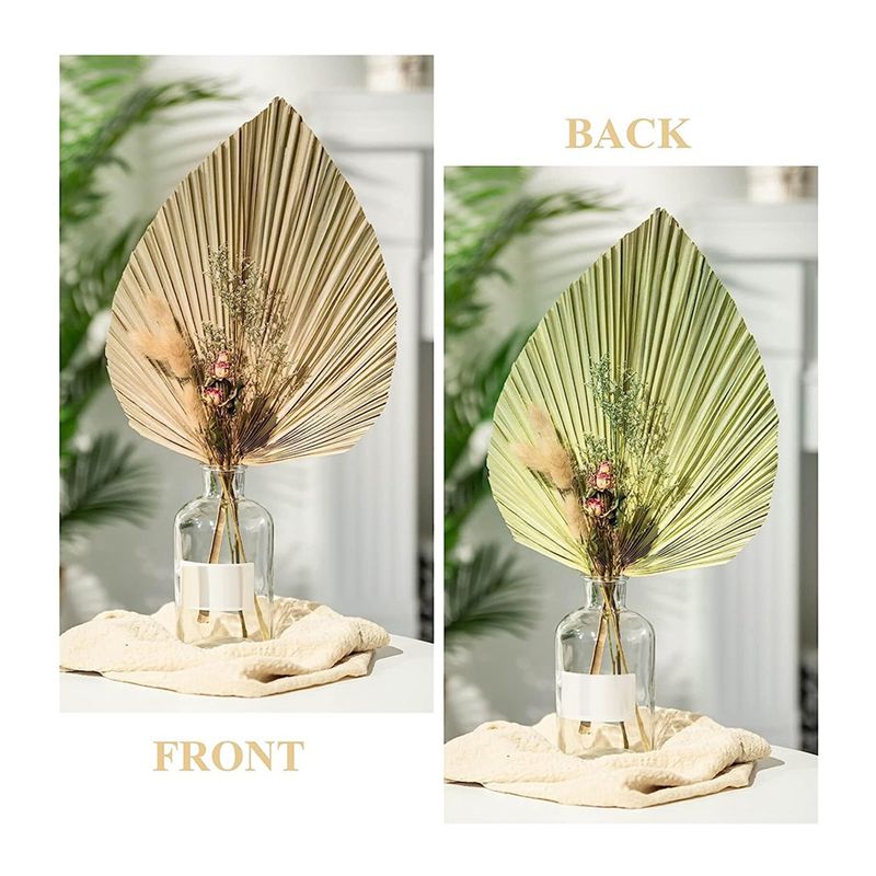 A27F-6 stuks natuurlijke tropi - Palm Leaf Dried recensie en prijs