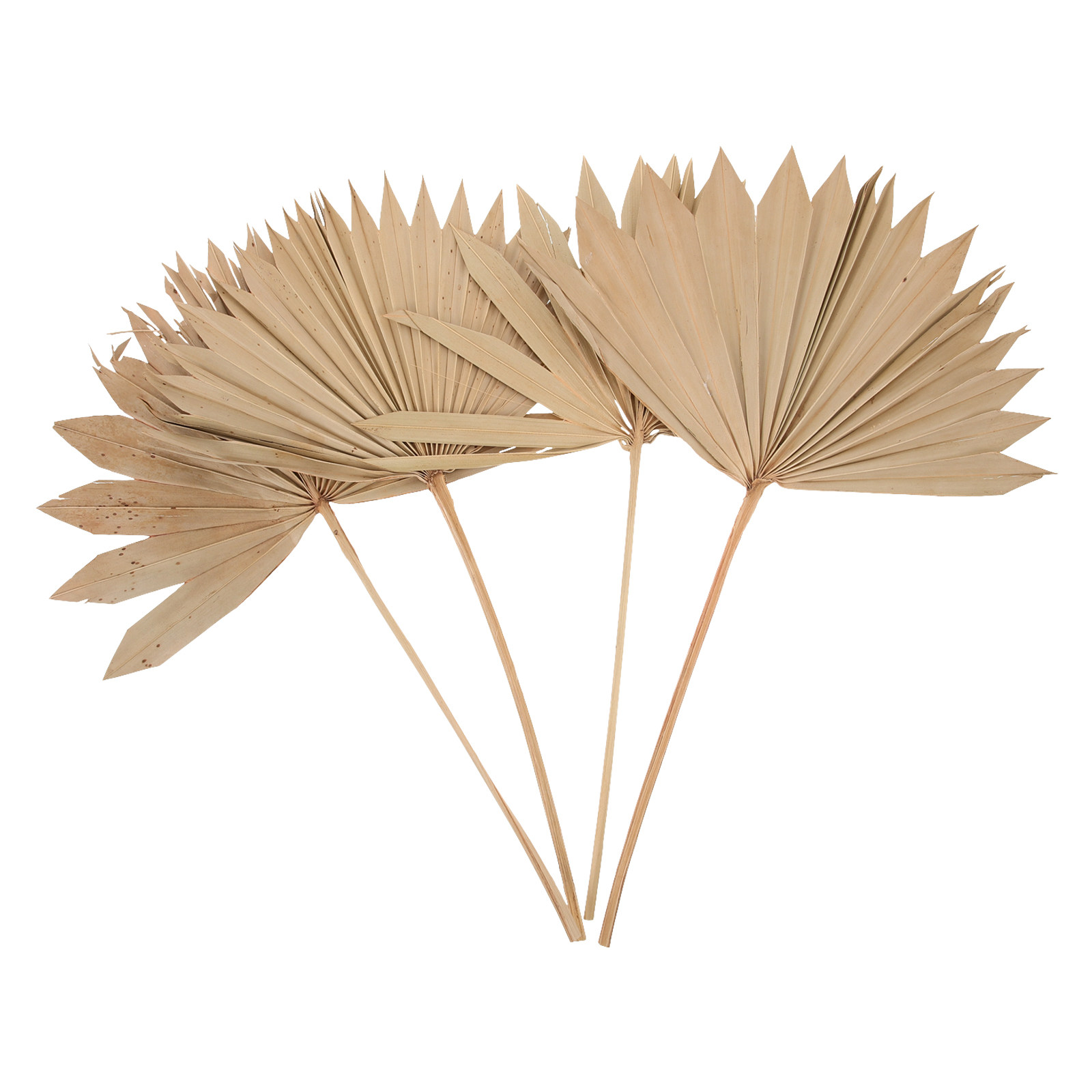 4 stuks gedroogde palmbladeren - Palm Leaf Dried recensie en prijs