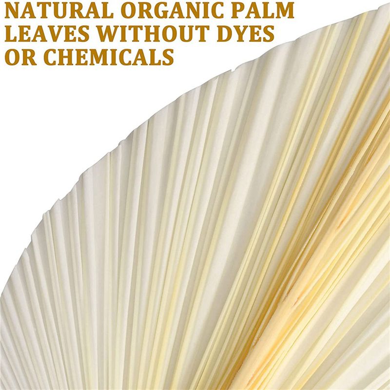 Grote witte gedroogde palmblad - Palm Leaf Dried recensie en prijs