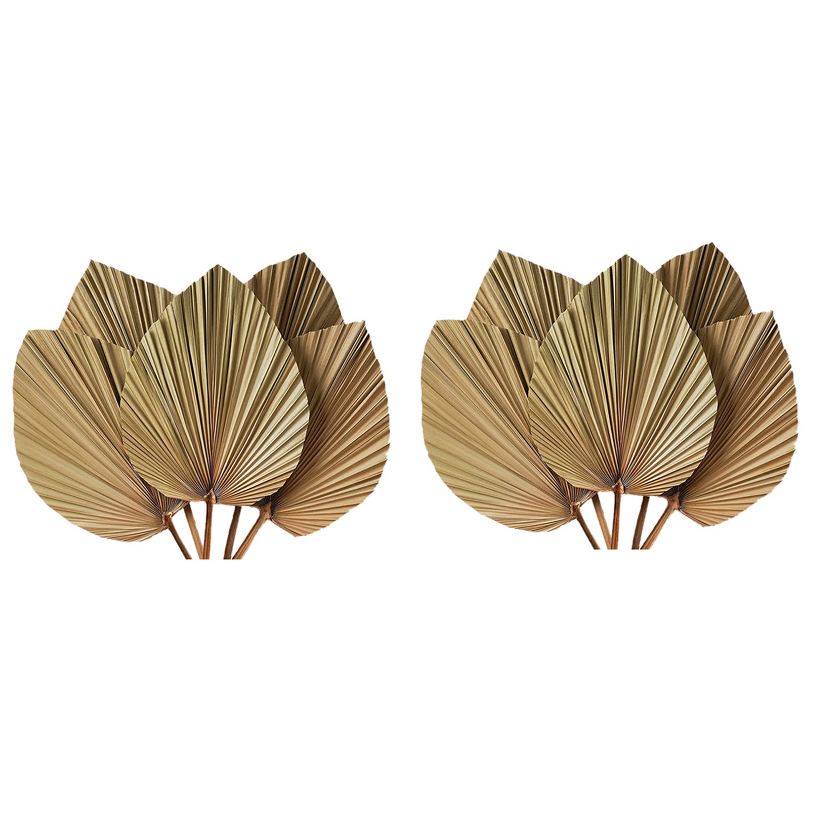 Gedroogde Palmbladeren Kamerde - Palm Leaf Dried recensie en prijs